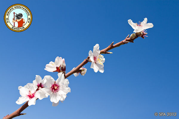 G.M.Choya - Ruta de los Almendros en Flor 2012
