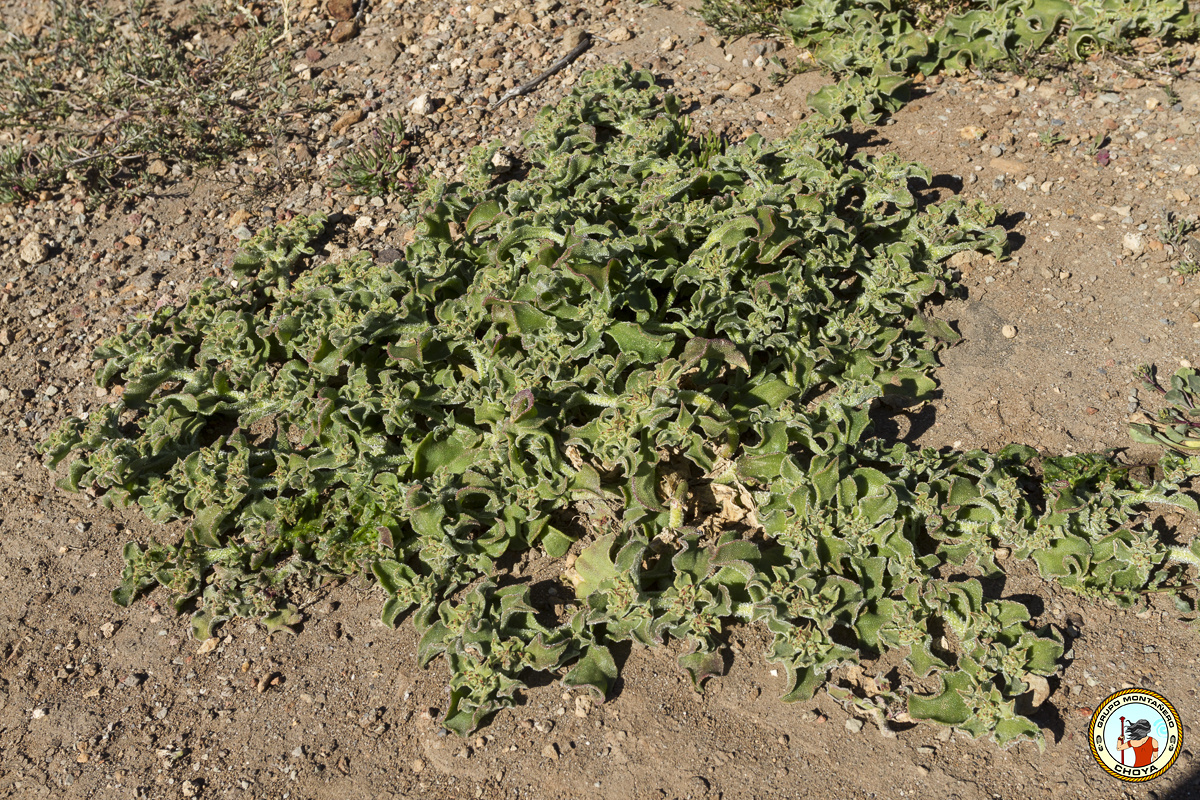 Ejemplar de barrilla (Mesembryanthemum crystallinum). Nuestros antepasados la utilizaban igual que el cosco o vidrio para elaborar sosa y jabón.