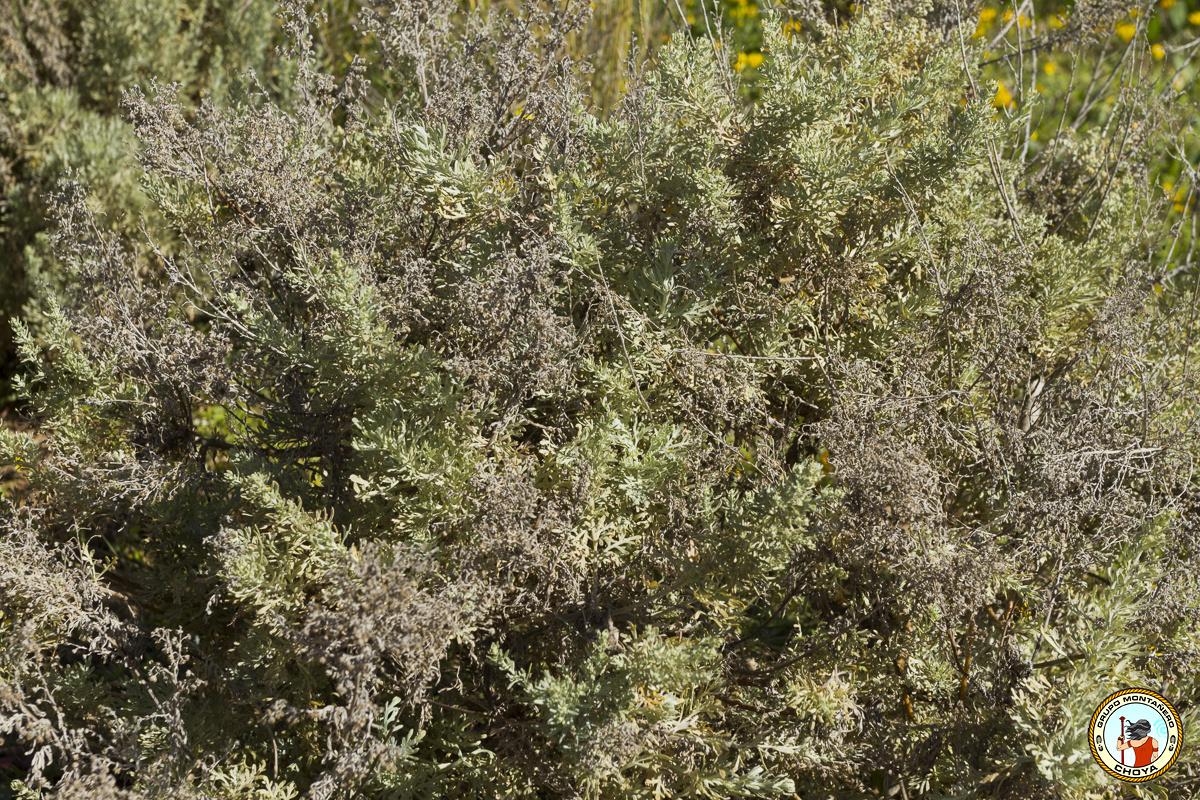 Ejemplar de incienso (Artemisia canariensis Less.)