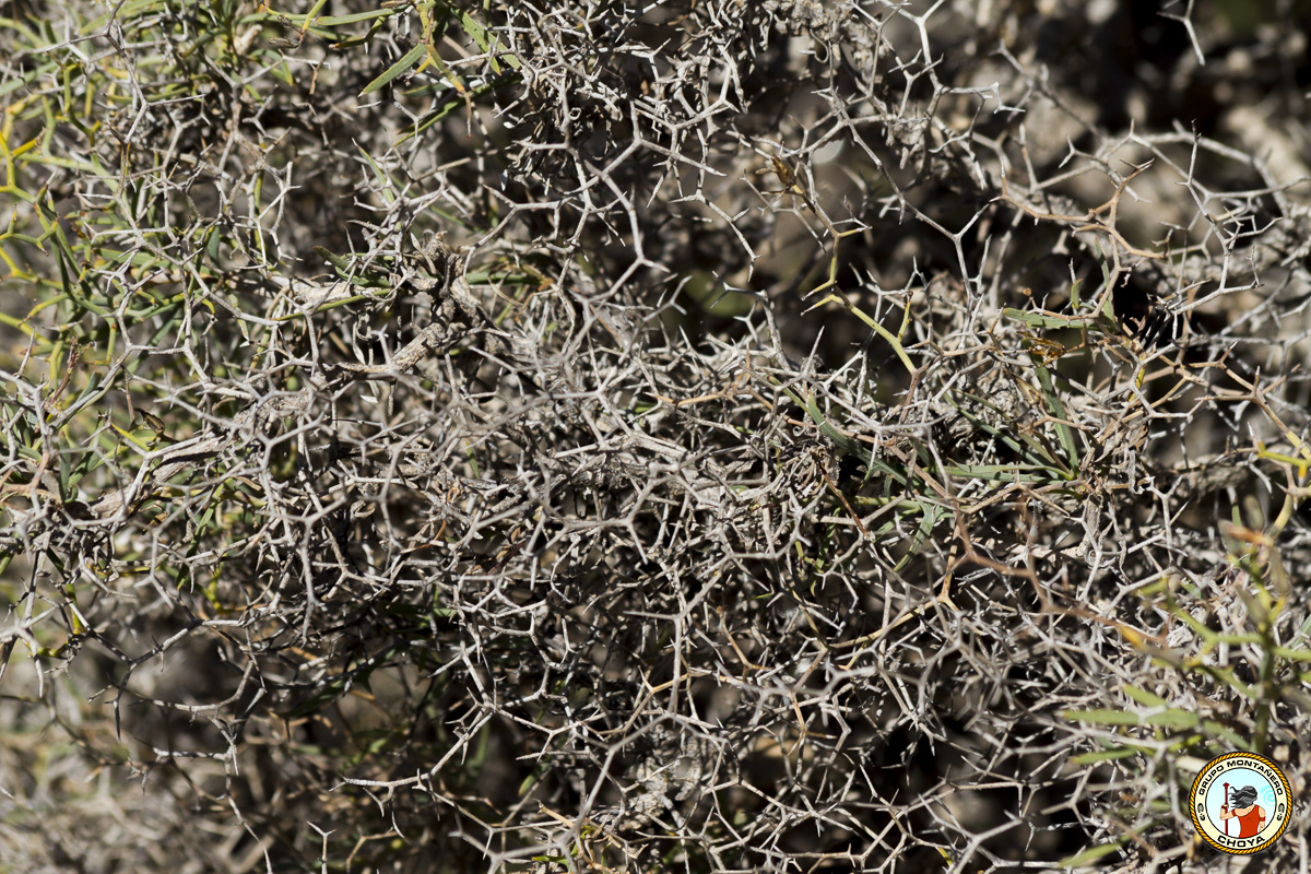 Ejemplar de aulaga (Launaea arborescens (Batt.) Murb.)