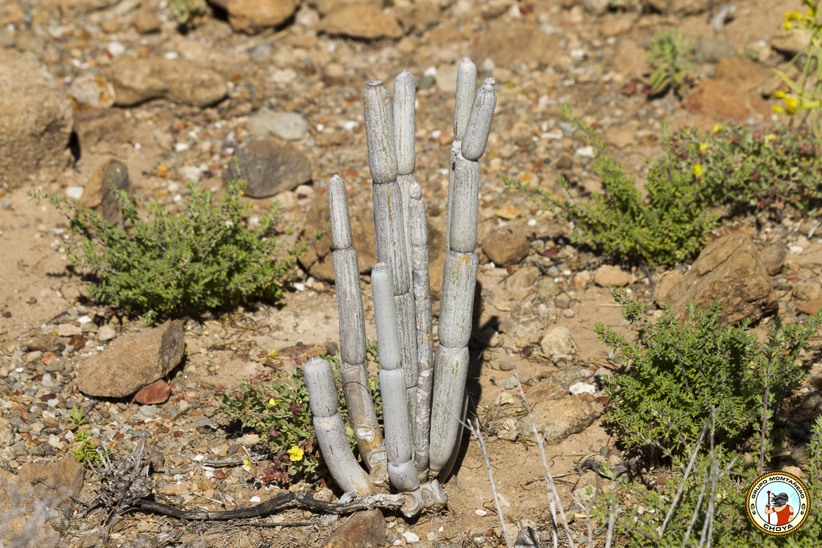 Ejemplar de cardoncillo (Ceropegia fusca Bolle)