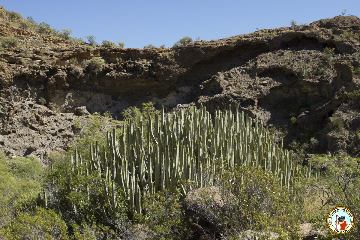 Bello ejemplar de cardón (Euphorbia canariensis L.)