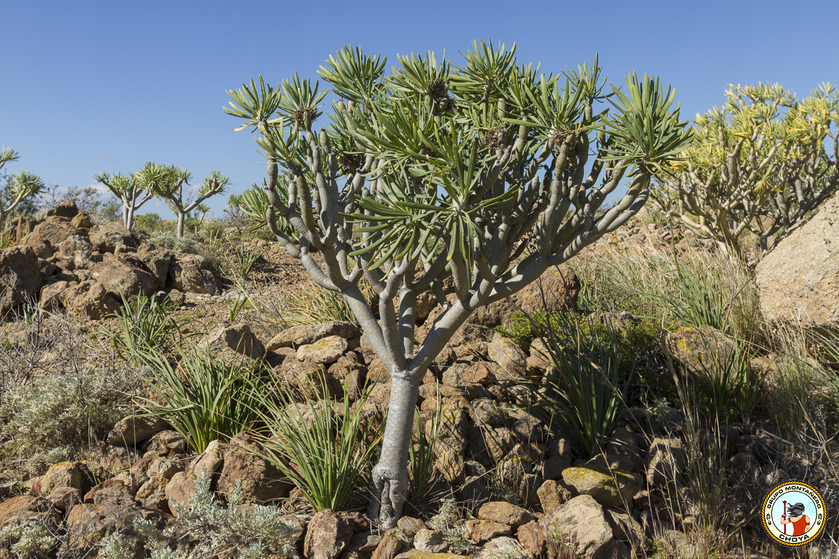 Ejemplar de verode (Senecio kleinia L.)